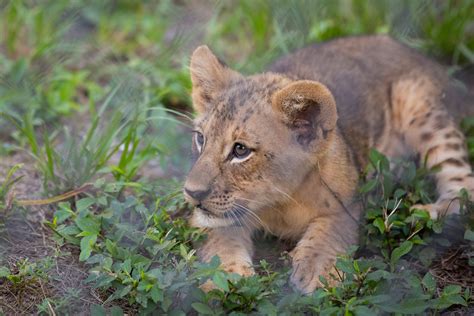 Lion cubs unveiled at Naples Zoo at Caribbean Gardens