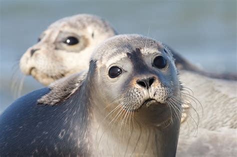 6 grey seal pups released - Be More Awesome