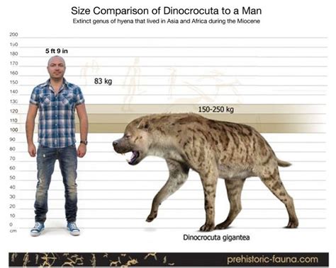 Size comparison of prehistoric giant hyena (Dinocrocuta gigantic) to ...