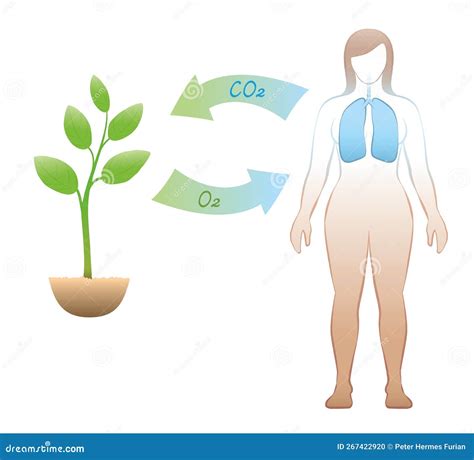 Carbon Dioxide Oxygen Exchange Carbon Cycle Humans Plants Vector ...