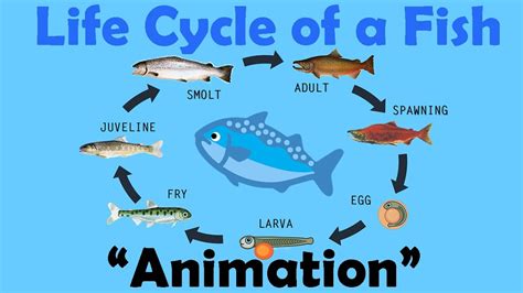 Fish Life Cycle For Kids - fishjulllc