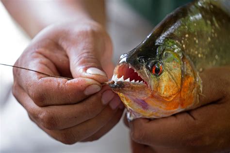 Piranha | Description, Size, Diet, Habitat, & Facts | Britannica