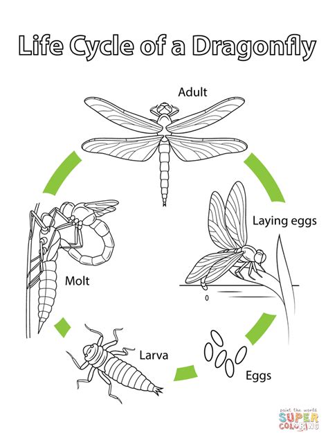 Coloriage - Cycle de vie de la libellule | Coloriages à imprimer gratuits