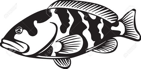 Download Grouper clipart for free - Designlooter 2020 👨‍🎨