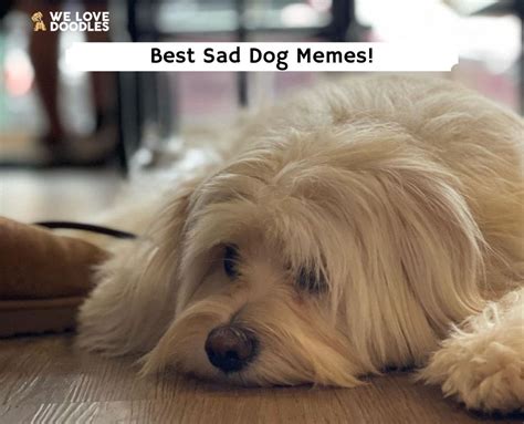 The 13 Best Sad Dog Memes!