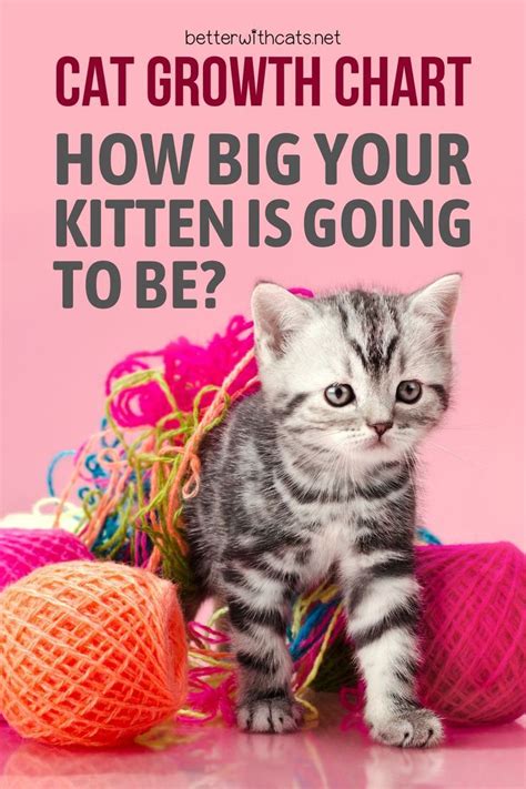 Check out our cat growth chart to see how big your kitten is going to ...