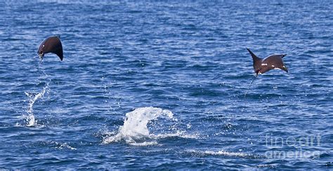 Two Smoothtail Mobulas Mobula munkiana breaching Photograph by Liz ...