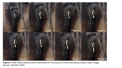 Equine female adult pinworm (Oxyuris equi) laying a mass of eggs ...