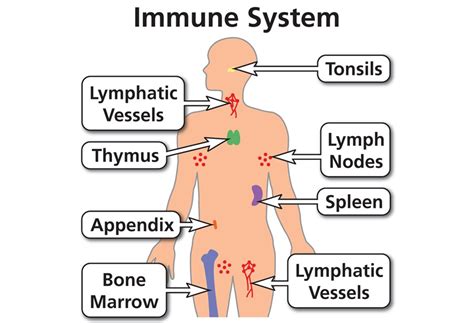 Human immune system, Functions and Structure of the lymphatic system in ...