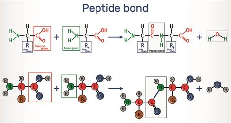 Polypeptide - The Definitive Guide | Biology Dictionary