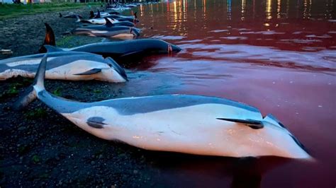 Faroe Islands will review regulations after record dolphin slaughter ...