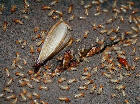 Termites Have Started Swarming | 2023 Swarming Termites In New Jersey