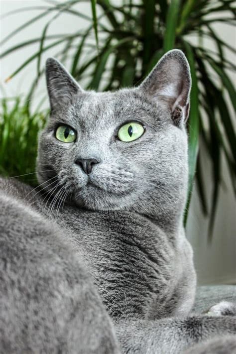 The price of a Russian Blue cat - How expensive are they?