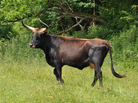 The Breeding-back Blog: Visiting Heck cattle at Wörth, Bavaria