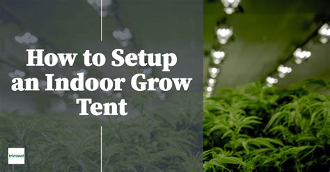 How to Setup an Indoor Grow Tent - Trimleaf