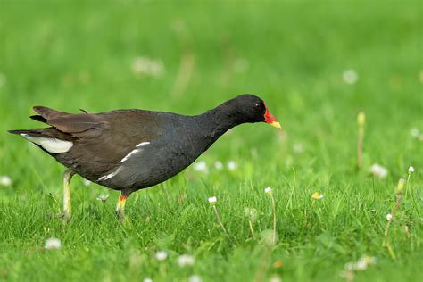 Common moorhen walking on a meadow Photograph by Stefan Rotter - Fine ...