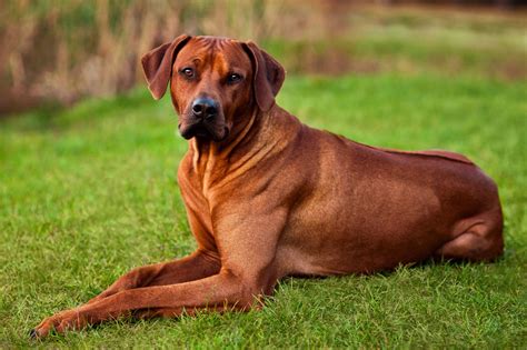 Red Dog Breeds | The Smart Dog Guide