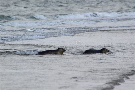 Earless Seals stock photo. Image of mudflats, animal - 196907676