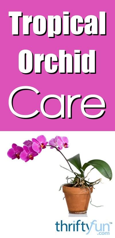 Tropical Orchid Care | ThriftyFun