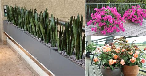 16 Best Terrace Plants | Roof Garden Plants You Should Grow