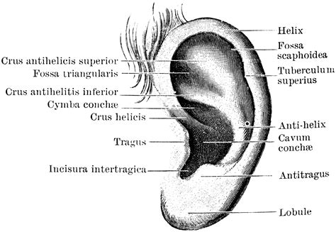 Muscles Of The Pinna Clipart Etc | Images and Photos finder