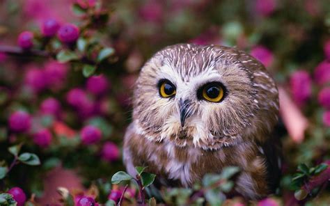 Charming Owl: A Stunning HD Wallpaper Experience