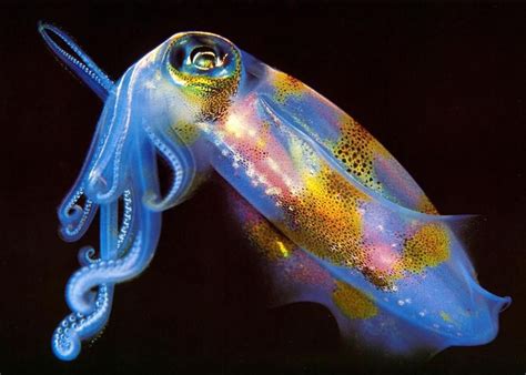 Bioluminescent squid | Deep sea creatures, Ocean creatures, Marine animals