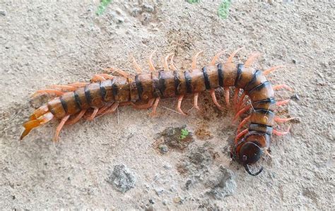 Is It Dangerous To Have Centipedes In My Lincoln Home?