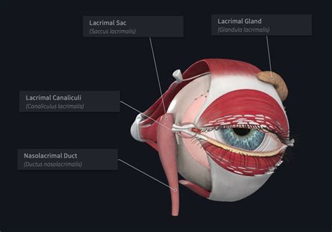 See the future with our most advanced eye model yet | Complete Anatomy