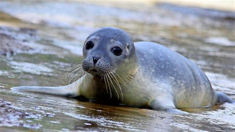 Seehunde in der Nordsee: So viele Heuler werden aktuell gepflegt