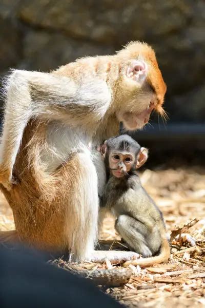 Patas Monkey - Facts, Diet, Habitat & Pictures on Animalia.bio