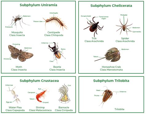 Phylum Arthropoda - Characteristics, Classification and Examples