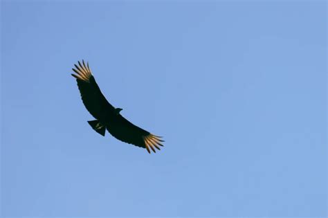 Condor Bird In Peru - Machu Picchu Amazon Peru