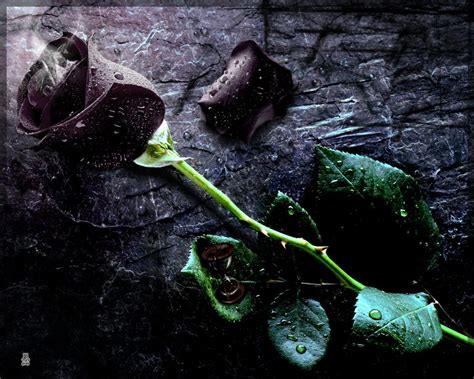 🔥 [78+] Wallpapers Black Rose | WallpaperSafari