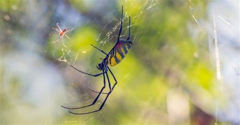 Is a Joro Spider Bite Poisonous? - A-Z Animals