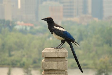 A beautiful Pica bird with the buildings of Calgary in the background ...