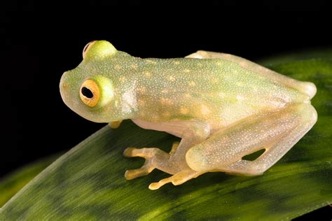 The Heartbeat of a Glass Frog - Dirk Ercken Images