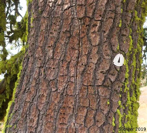 Sugar Pine: Pinus lambertiana