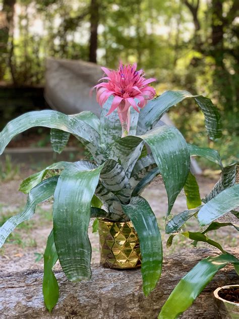 Light Pink Bromeliad- Aechmea Fasciata in Kitty Hawk, NC | Bells and ...