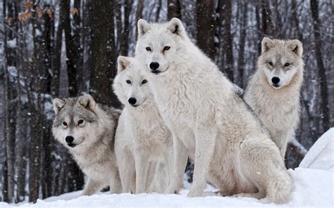 wolf, Wildlife, Animals, Snow Wallpapers HD / Desktop and Mobile ...