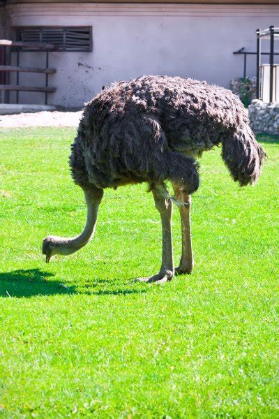 Running ostrich — Stock Photo © metalmaus #7368424