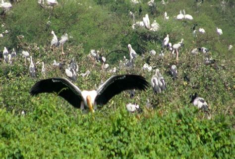 Bac Lieu Bird Sanctuary Luxury Cruise Mekong