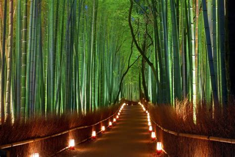 Amazing : Bamboo Forest, Kyoto, Japan Infy World