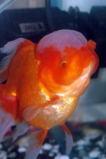 Oranda Goldfish