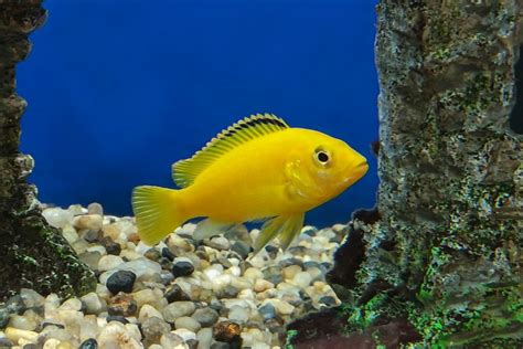 Yellow Lab Cichlid: Size, Gender, Tank Mates & More