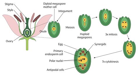 Draw A Well Labelled Diagram Of Mature Female Gametophyte Of An ...