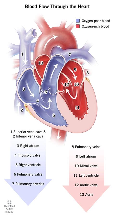 Blood Flow Through the Heart: Pathways and Circulation | Basic anatomy ...