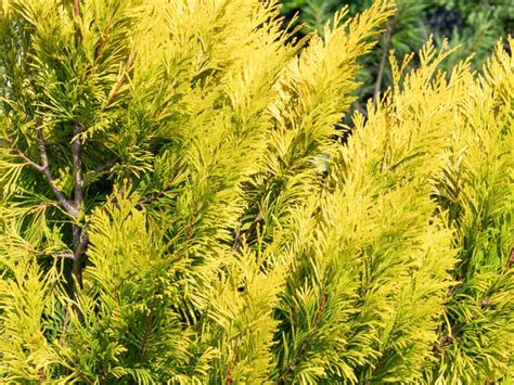 5 Best Gold Mop Cypress Companion Plants and What Not to Grow | Florgeous