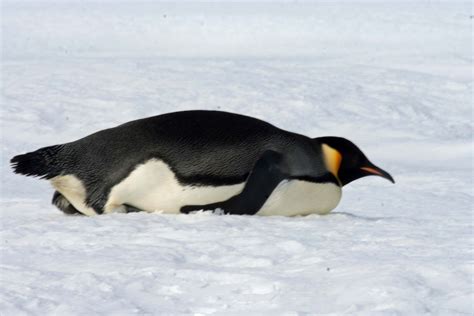 Emperor Penguin Sliding On-Ice | Precious Penguin Pictures | Pinterest ...