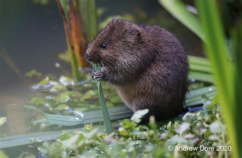 HISTORY - Water Vole